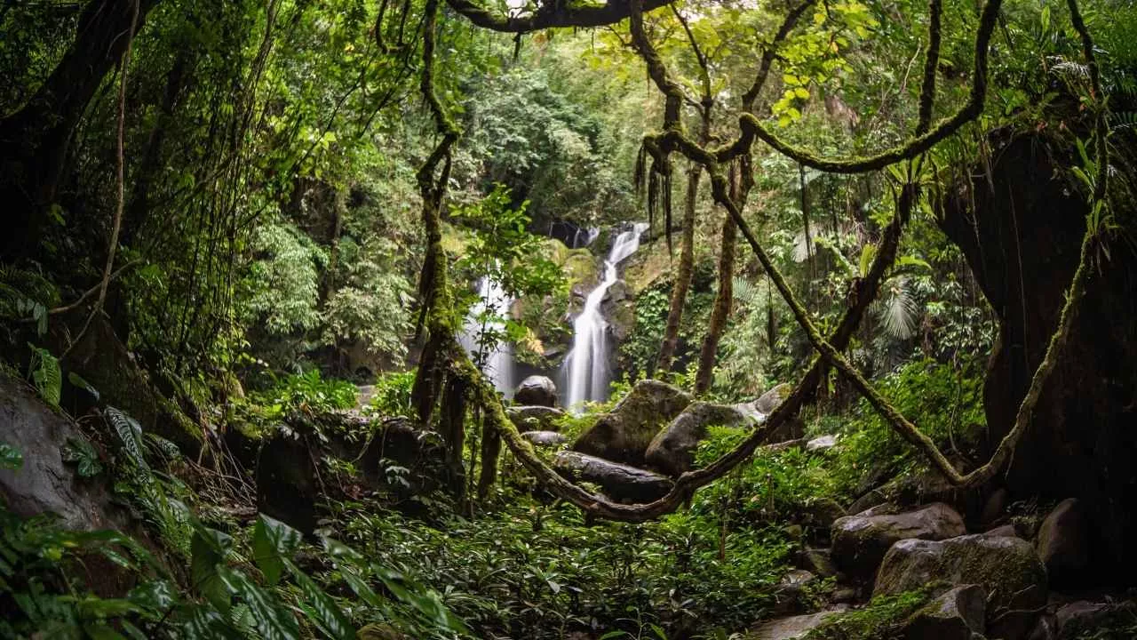 Tropical Rainforest Biome