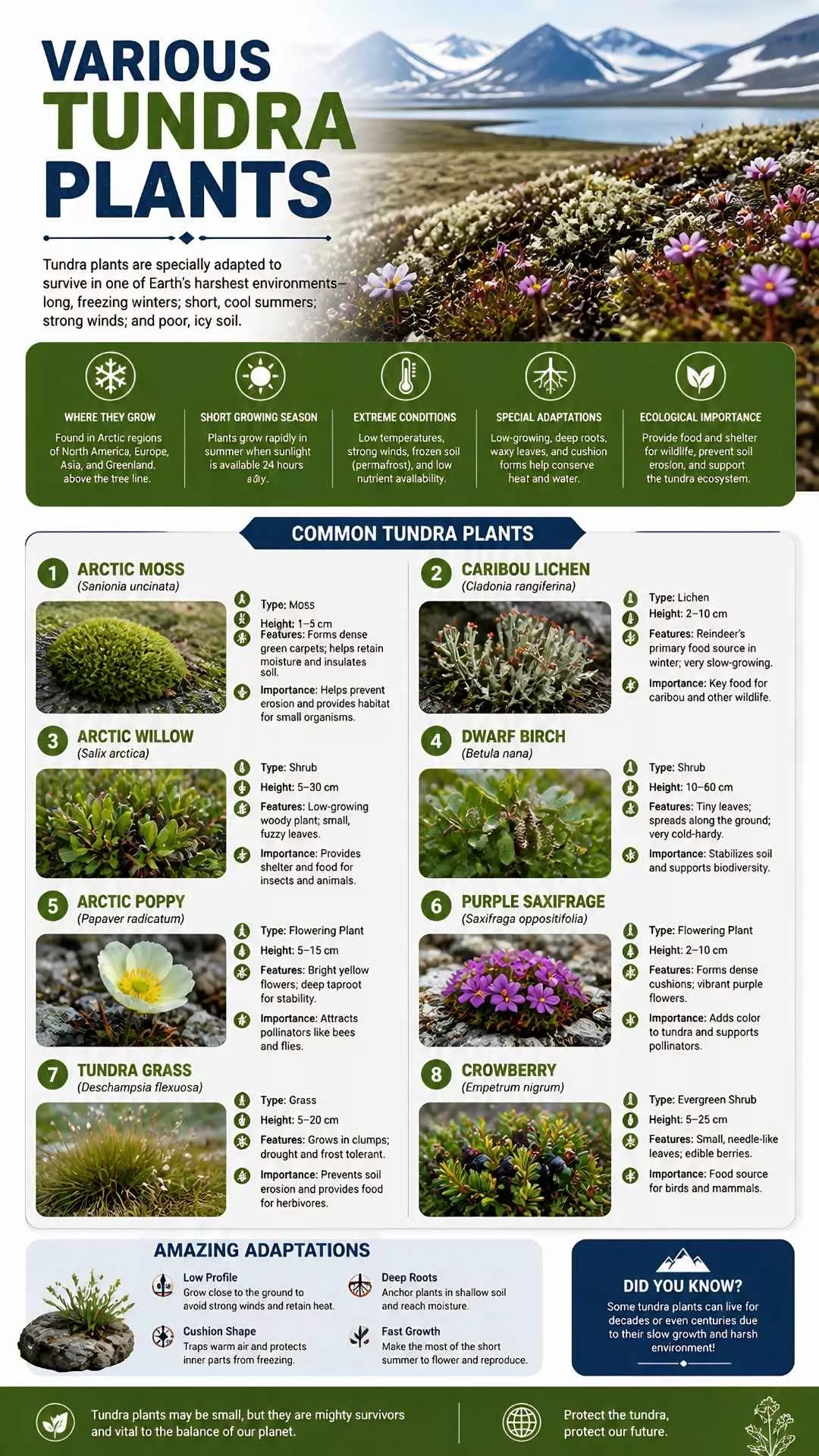 Various Tundra Plant
